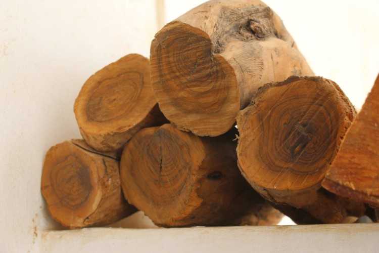 § 2. заготовка древесины, пороки древесины