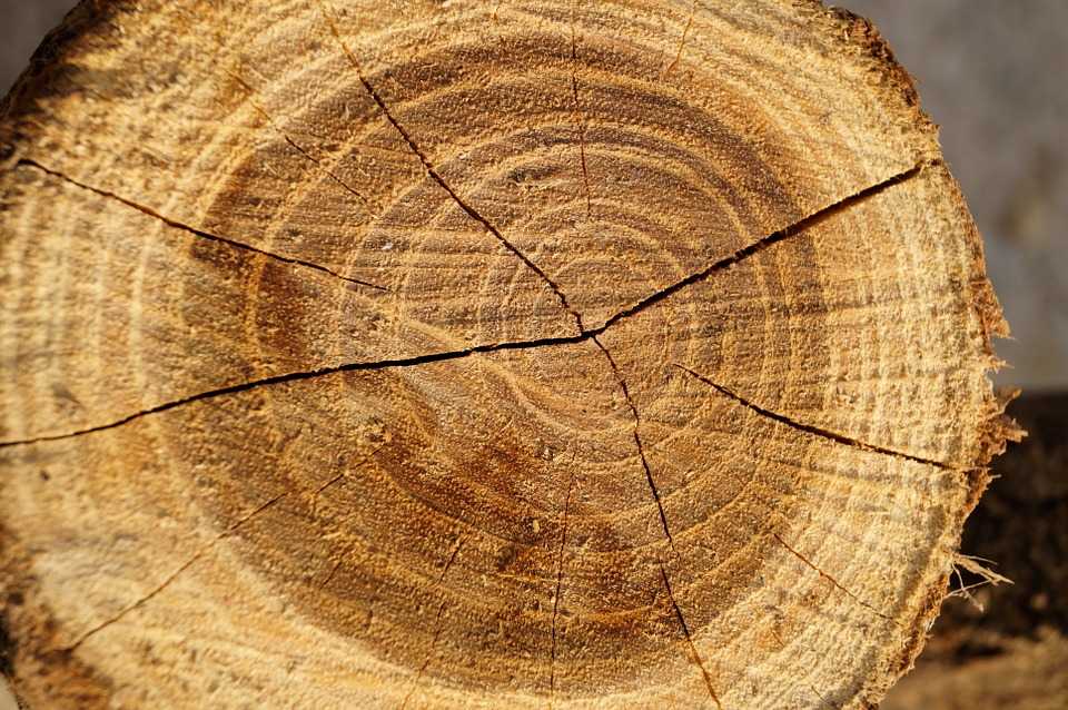 Стойкость древесины - richwood.ru
