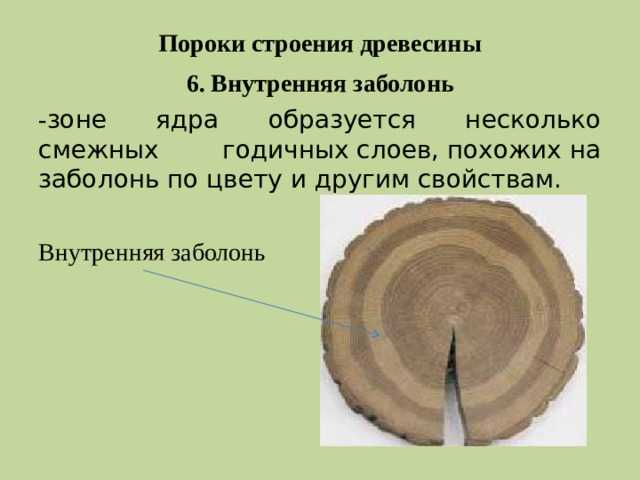 Статья на тему: структура древесины | свойства древесины в зависимости от структуры | главные разрезы древесины и годичные кольца