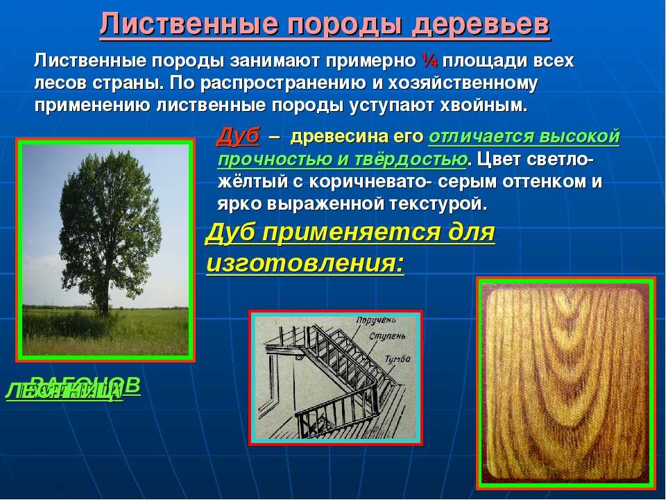 Породы древесины, используемые в строительстве
