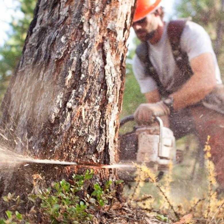 Бензопила для заготовки дров: как выбрать и правильно пилить?