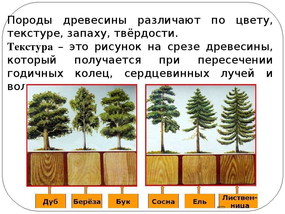 Свойства древесины разных пород