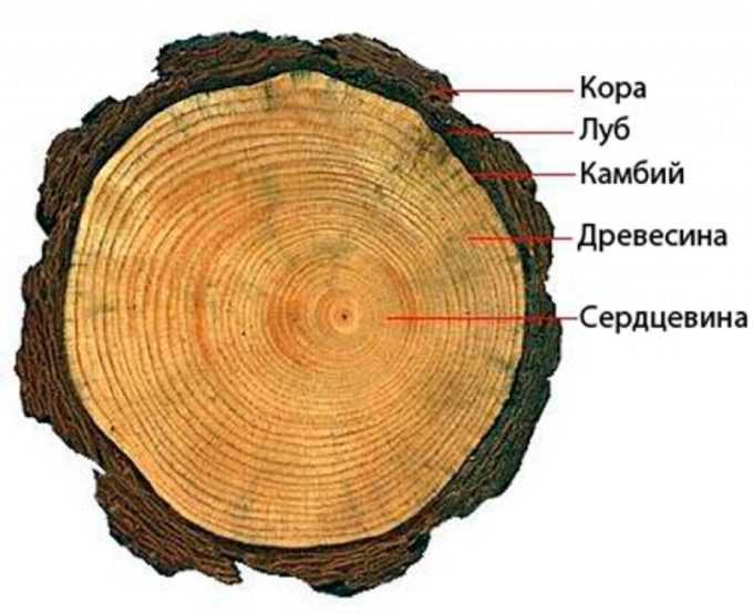 Статья на тему: структура древесины | свойства древесины в зависимости от структуры | главные разрезы древесины и годичные кольца