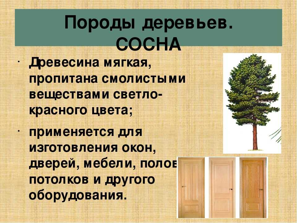 Произрастание преимущественно хвойных деревьев. Породы древесины. Хвойные породы древесины. Лиственные породы деревьев. Хвойные и лиственные породы деревьев.