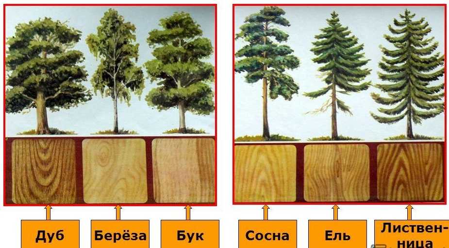 Дерево для мебели — основные критерии выбора лесоматериала.  Обзор самых распространенных и самых дорогих пород древесины для производства предметов мебели. Из какого массива лучше делать мебель для кухни