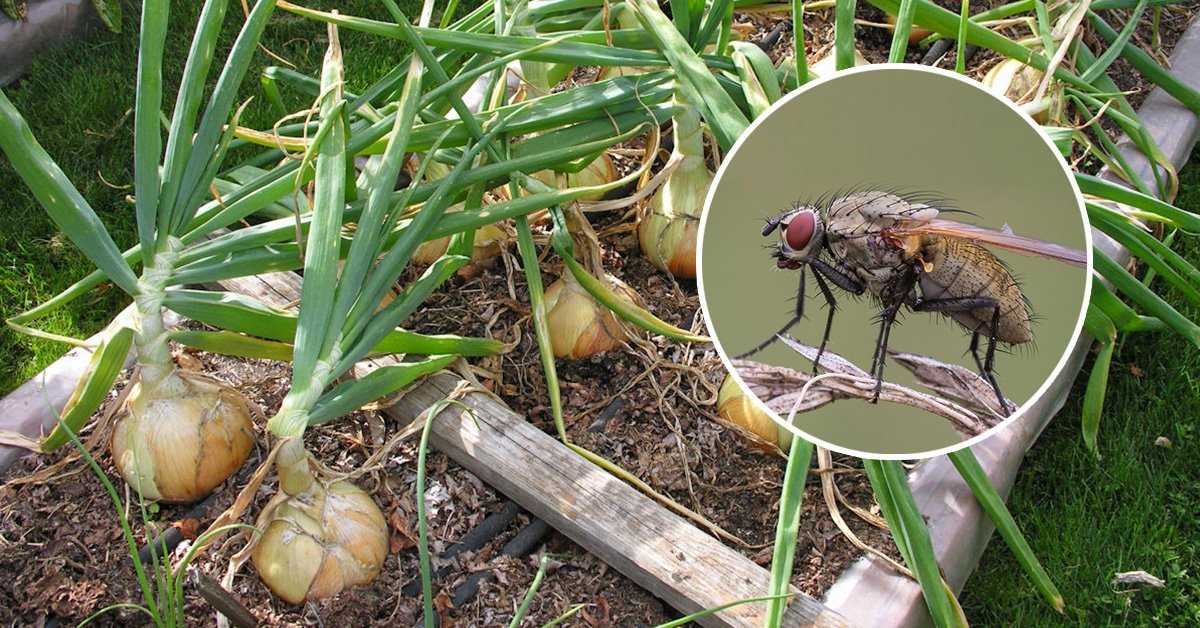 Березовый деготь от луковой мухи – помогает ли? Как поливать и развести? Как можно обработать лук против мухи? Рецепты, применение перед посадкой – в нашей статье.