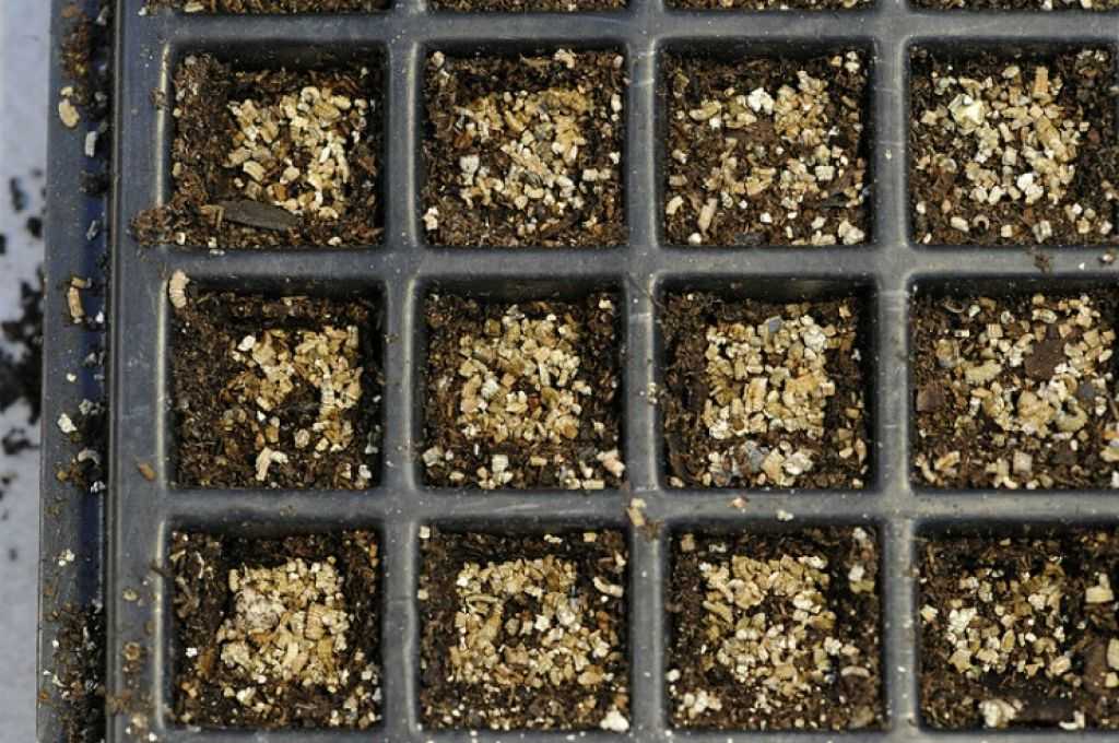 Субстрат для посева семян и выращивания рассады: какой лучше, как выбрать грунт для рассады