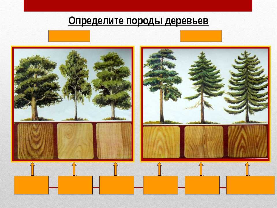 Хвойные породы деревьев: виды и использование | папа мастер!
