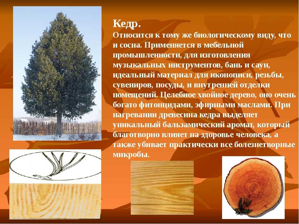 Благодаря дереву свойств. Хвойные породы деревьев кедр Сибирская сосна. Сибирский кедр древесина. Кедр структура древесины. Свойство кедровой породы древесины.