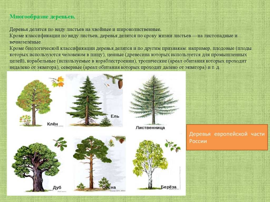 Определите хвойные деревья. Деревья названия. Классификация деревьев. Классификация хвойных деревьев. Хвойные и лиственные породы деревьев.