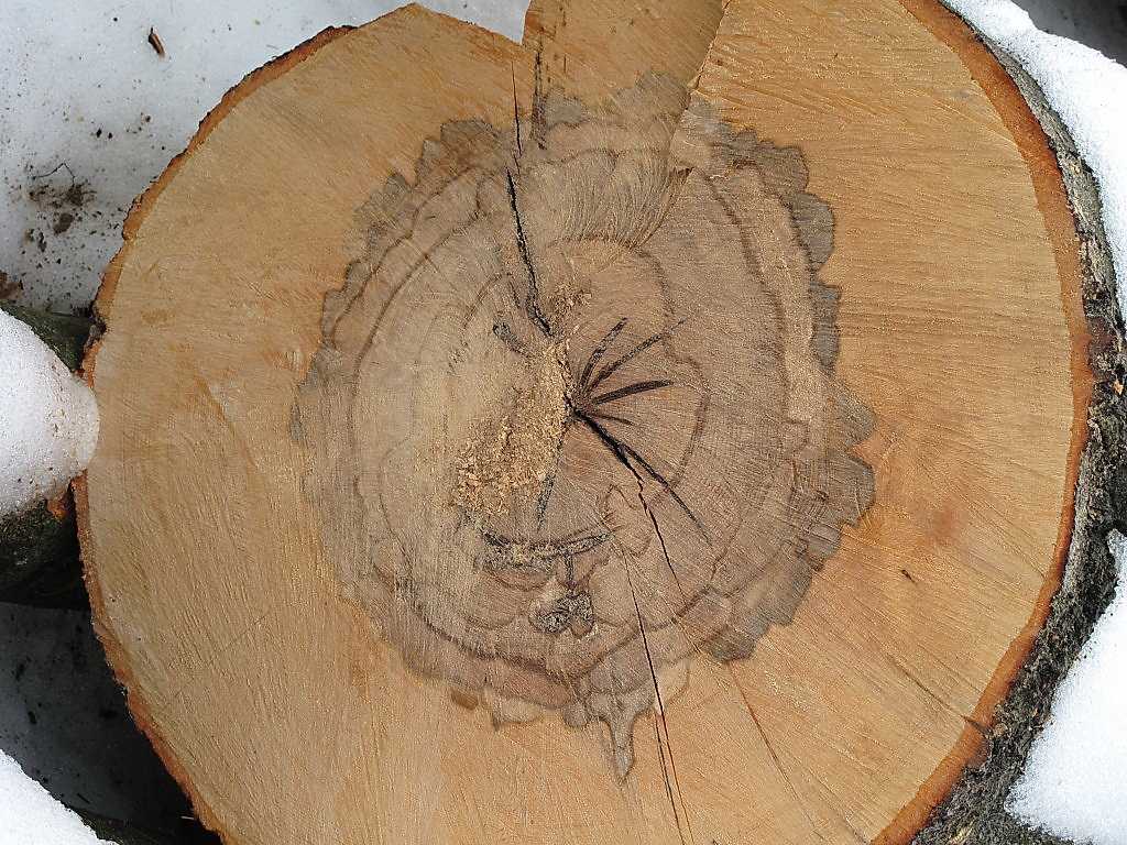Как растут деревья: структура древесины, заболонь и ядро