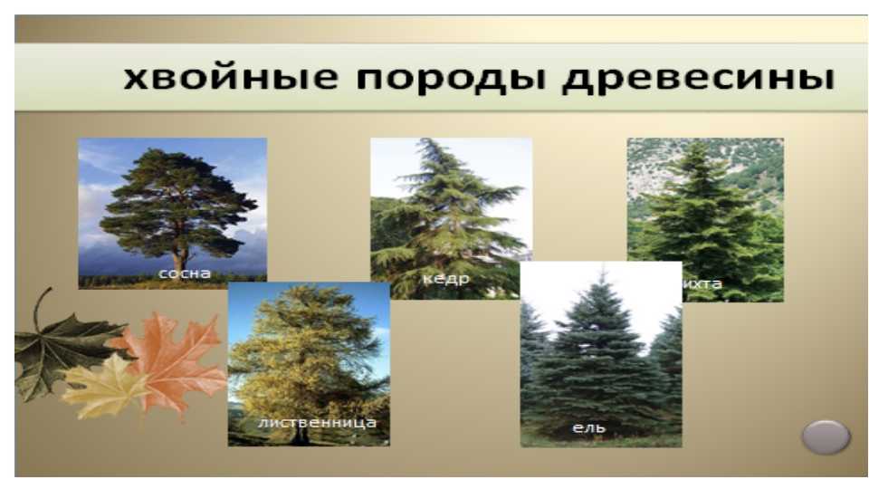Укажи хвойные растения. Хвойные древесные породы. Хвойные и лиственные породы деревьев. Хвойные и лиственные породы древесины. Лиственные породы древесины.