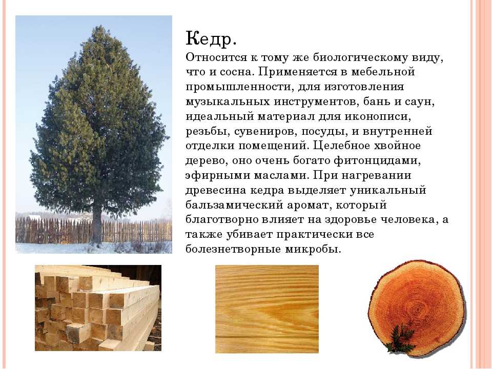 Виды древесины, их физико-механические свойства, характеристики отдельных пород