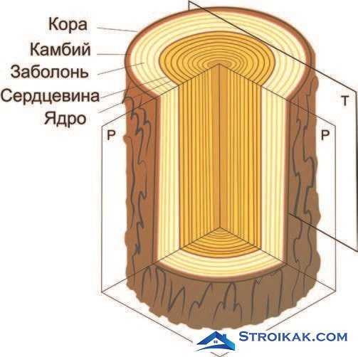 Заболонь древесины: что это такое и какова ее роль? заболонь ели и других деревьев. где расположена в стебле древесного растения? состав