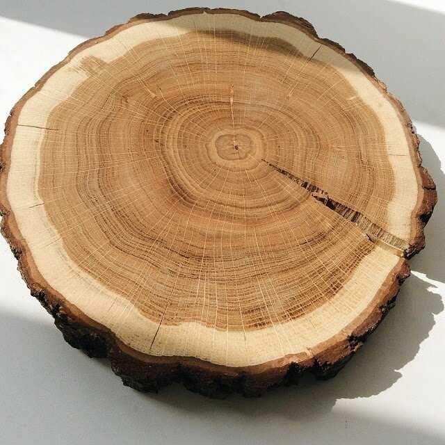 Строение дерева и древесины