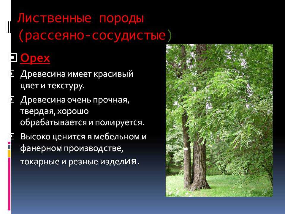 Красное дерево – что это, характеристики, основные породы, как определить красное дерево?
