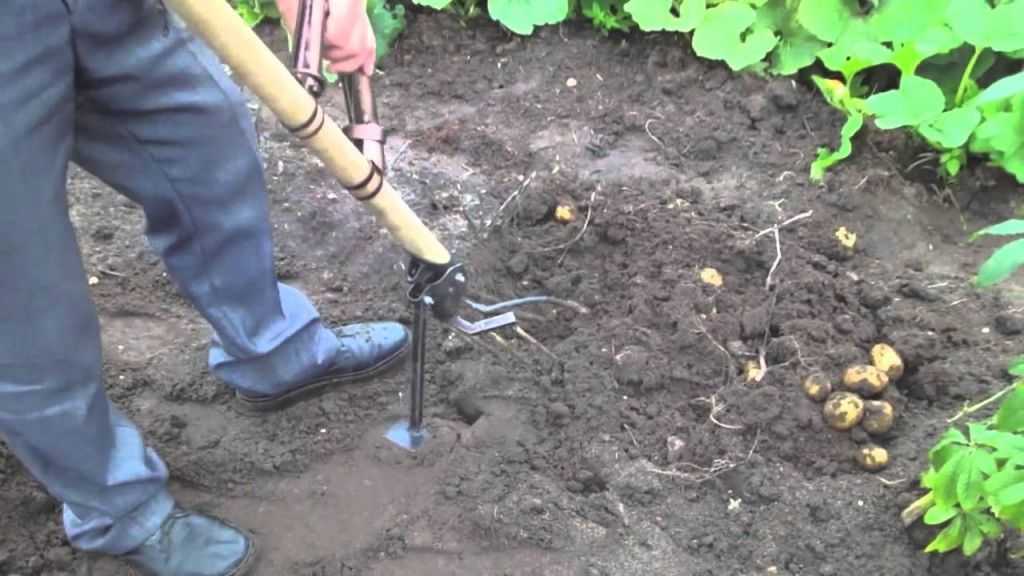 Чудо-лопата для огорода - копаем землю на даче без усилий: принцип и правила работы ручного культиватора на основе совмещенных вил