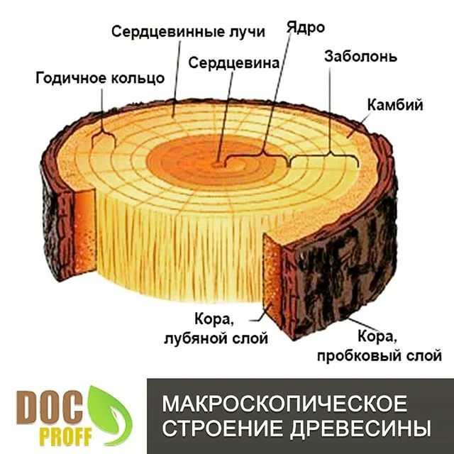 Строение дерева и древесины