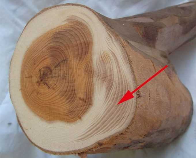 Пороки древесины -