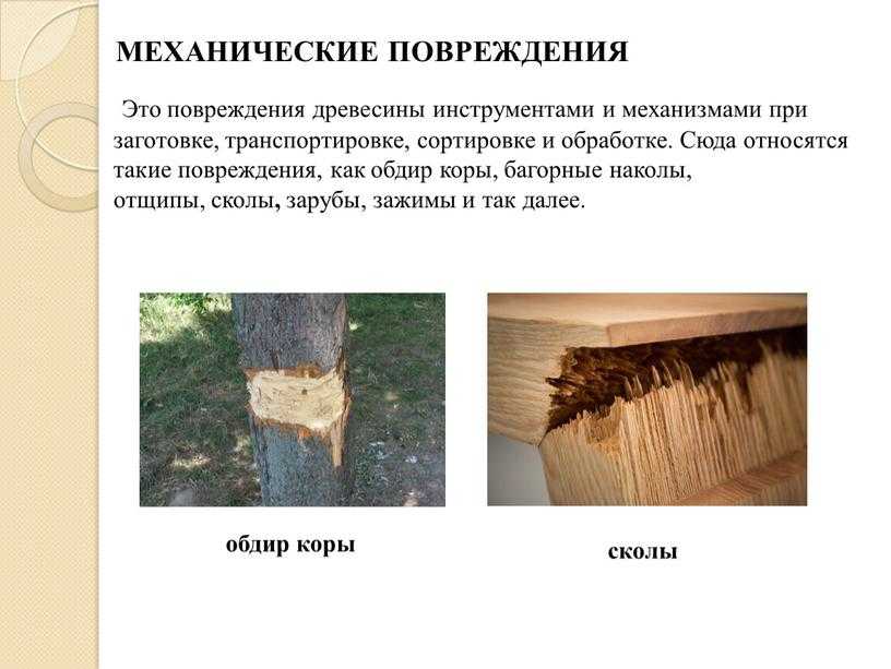 Качество древесины и лесопродукции. часть 4