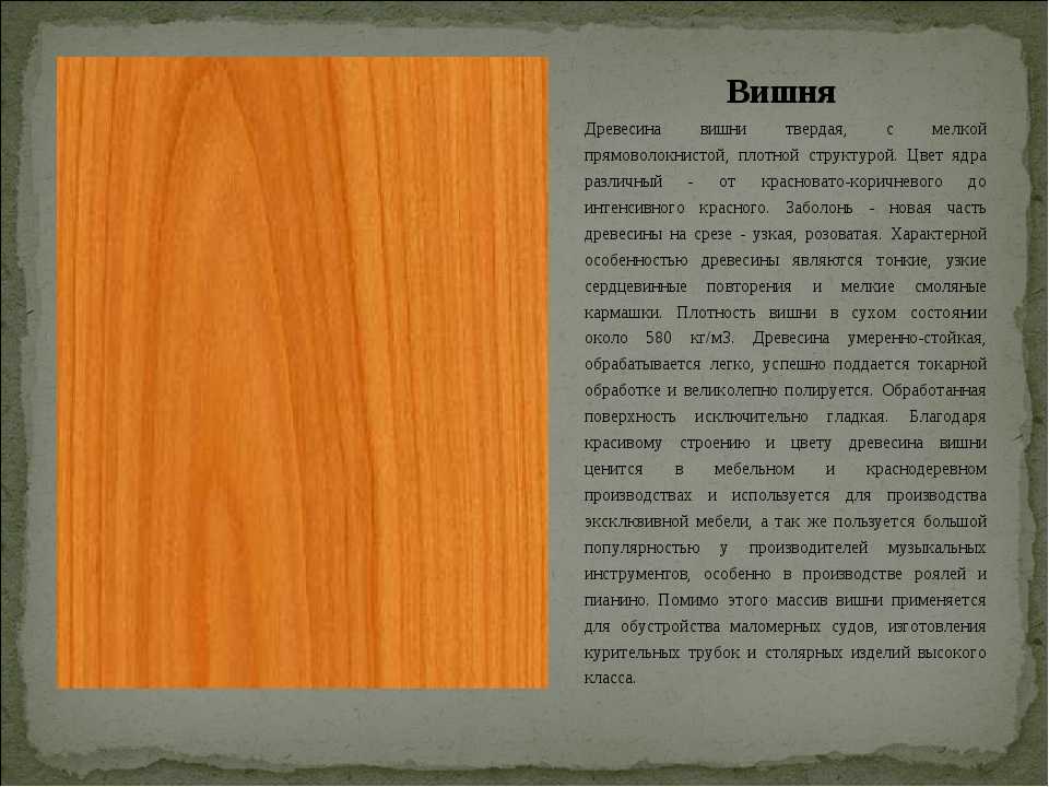 Самые ценные породы древесины: описание, виды и применение