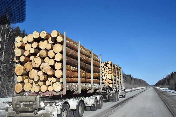 Перевозка леса автотранспортом: правила и особенности