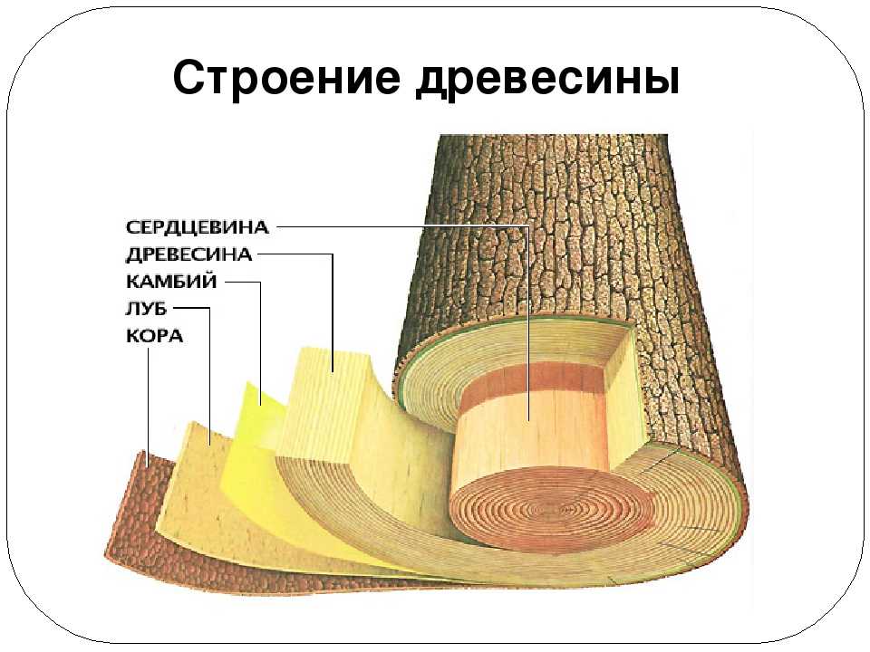 Характерные особенности древесины: цвет, текстура, плотность