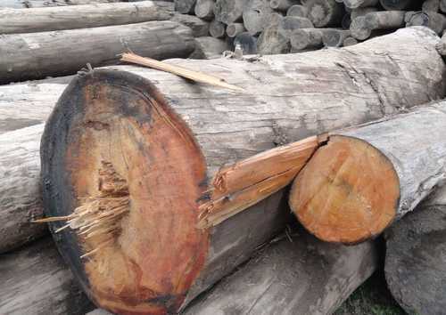 Об особенностях мореной древесины