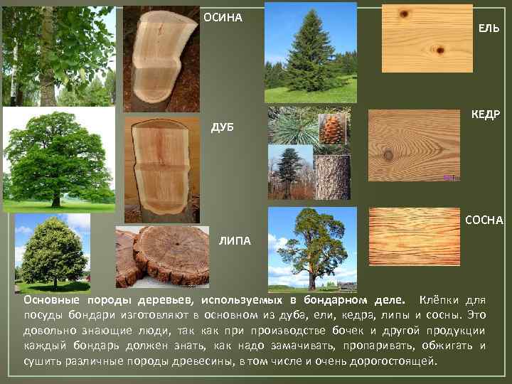 Сорта древесины: что это такое и какими бывают Чем примечательны виды AB и BC Что говорит ГОСТ про твердые сорта древесины Каковы основные характеристики классов и сортимент древесины