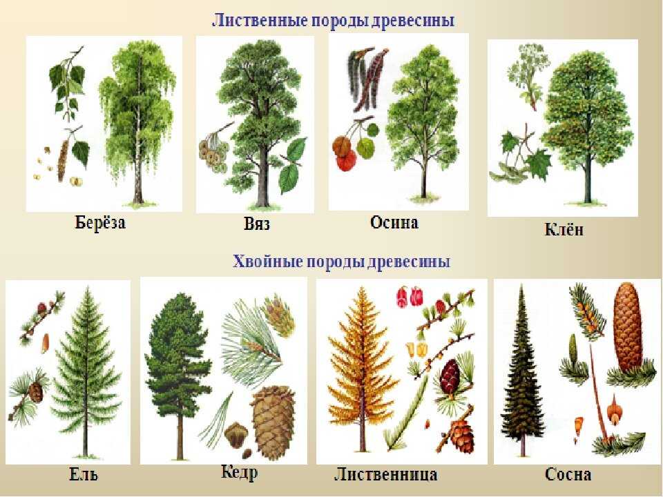 Сорта древесины: особенности, виды, гост, применение