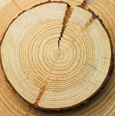 § 2. заготовка древесины, пороки древесины