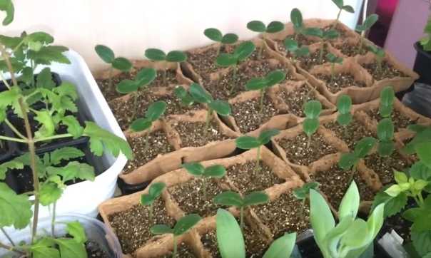 Садоводство: использование гидропоники и минеральной ваты для растений | полезные решения от корнеича