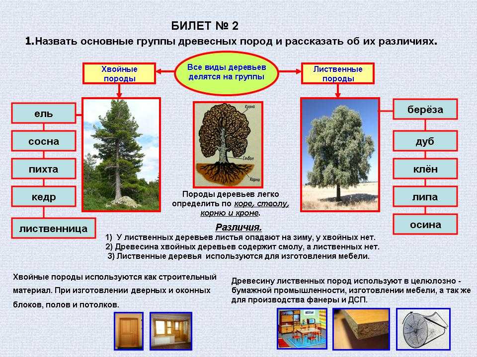 Термины для экологического описания древесных растений