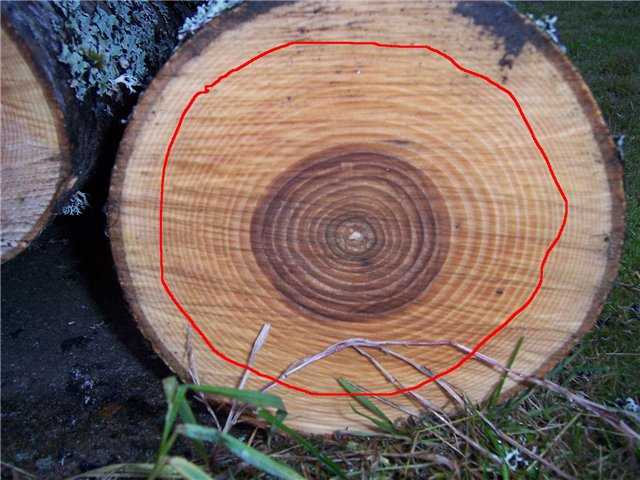 Стойкость древесины