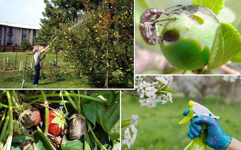 Народные средства от тли на деревьях: как избавиться с помощью мыла и бороться с ней на плодовых деревьях другими эффективными методами?