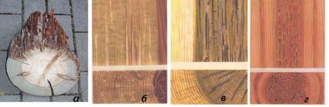 Древесина. виды, свойства, классификация и пороки древесины