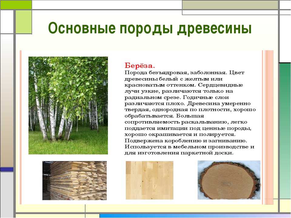 Породы древесины и их использование