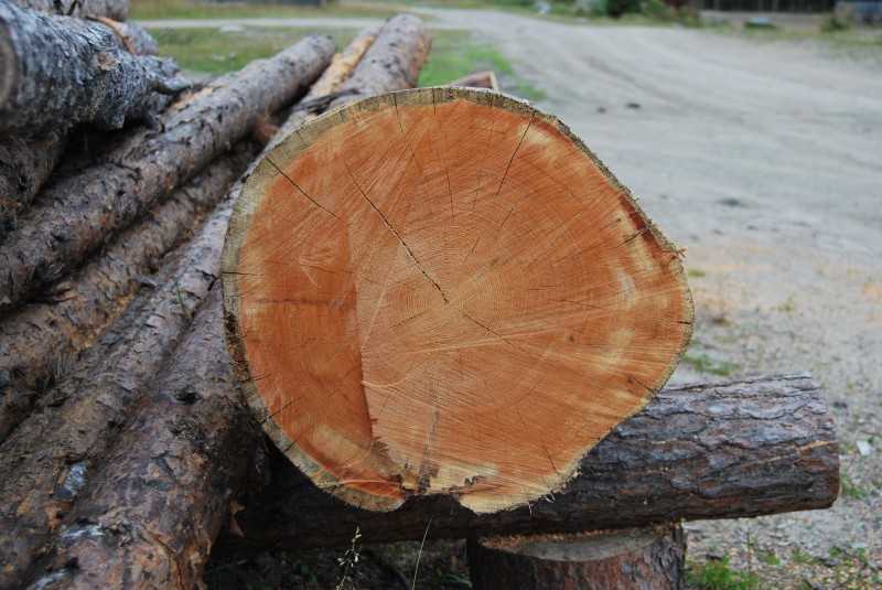 Строение древесины: особенности, элементы, химический состав