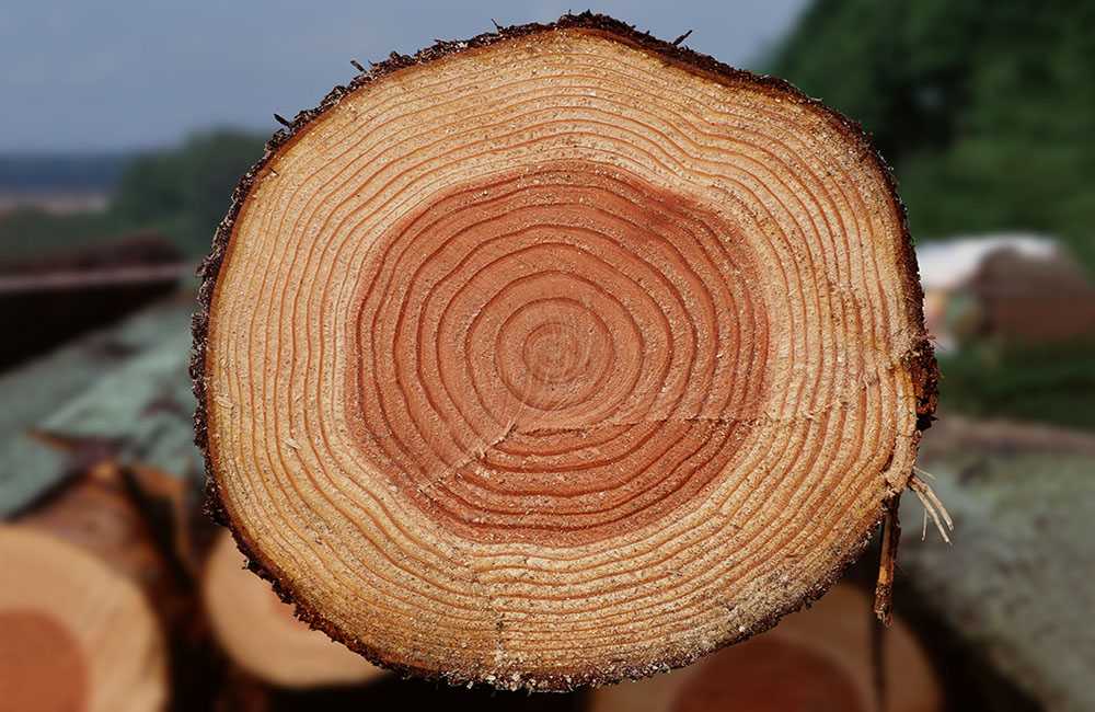 Свойства некоторых древесных пород