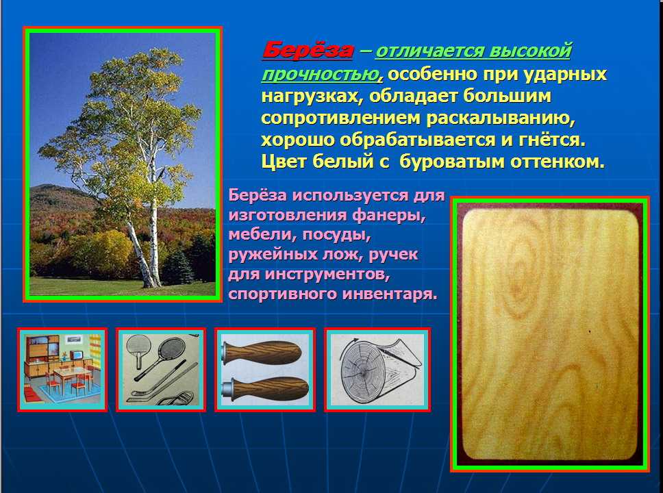 Древесина: свойства древесины различных пород