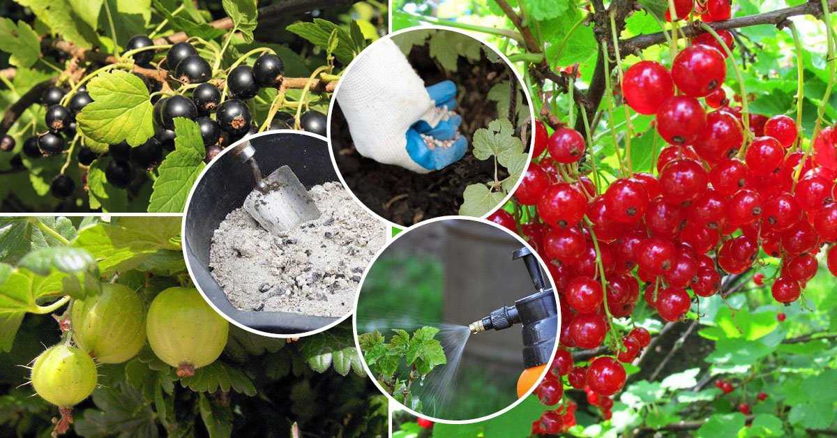Березовый деготь — применение в саду и огороде. как использовать березовый деготь от вредителей