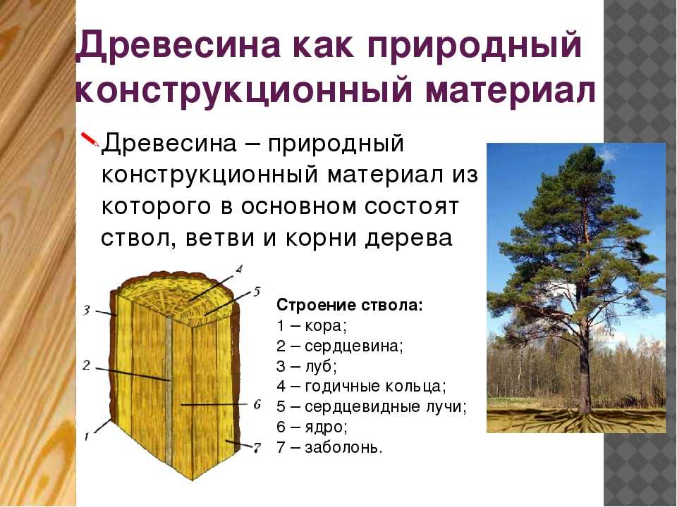 Мебель ясень, характеристики древесины, виды гарнитуров, правила ухода