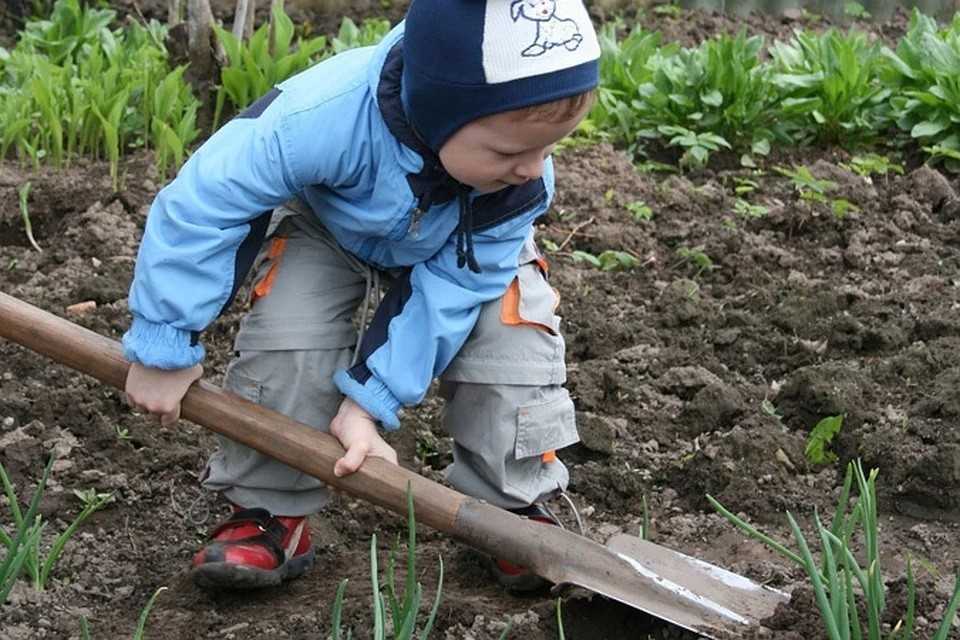 Как правильно копать в огороде: грядки, картошку, хрен, лопатой
