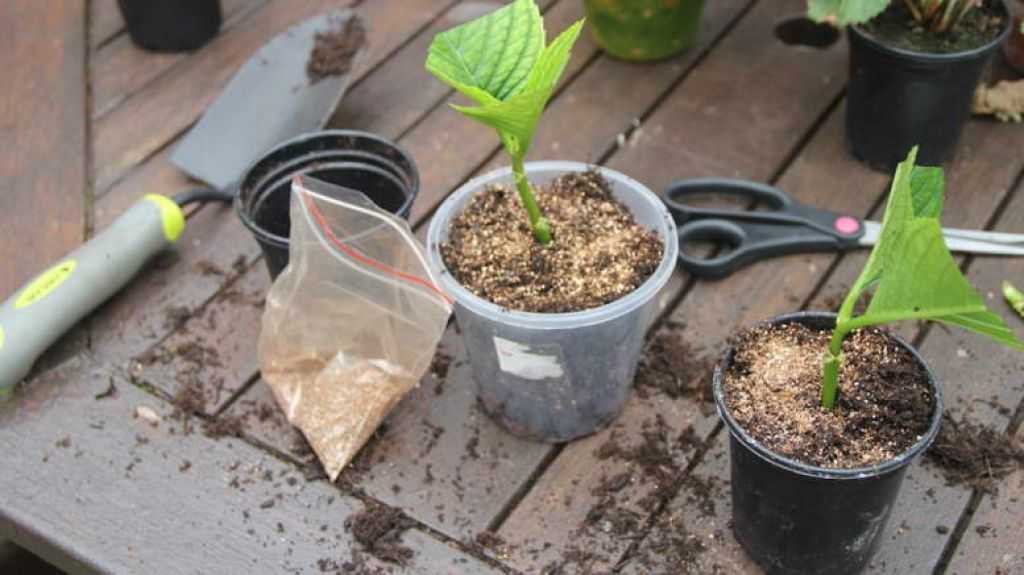 Минеральная вата для растений  что это, для чего нужна и как применяется - все про гипсокартон