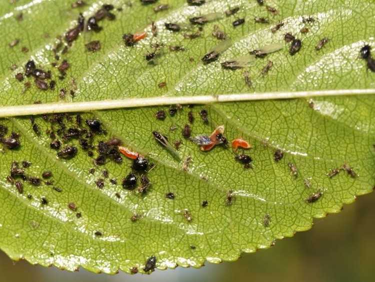 Березовый деготь от муравьев применение в огороде и саду