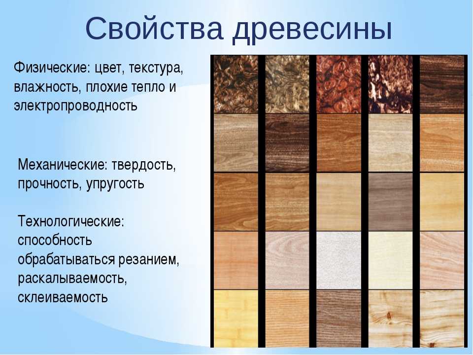Породы древесины — классификация видов