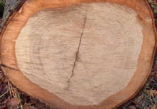 Особенности деловой древесины