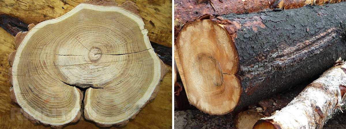 Описание дефектов, вредителей и пороков древесины, включая гниение и свилеватость