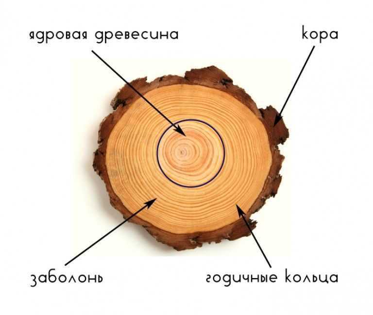 Заболонь – что это такое Это элемент древесины. Стоит подробнее рассмотреть, какова ее роль, чем отличается заболонь ели от других деревьев, и где востребовано подкорье.