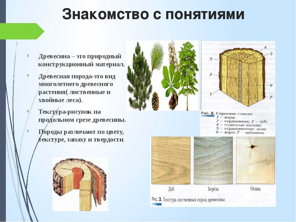 Свойства древесины зебрано - %полосатое дерево